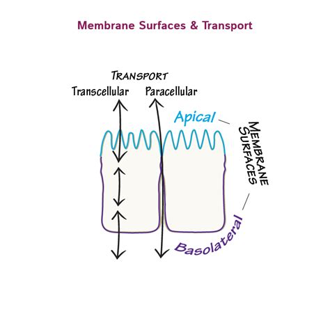 Cell Biology Glossary Cells To Tissues Ditki Medical And Biological