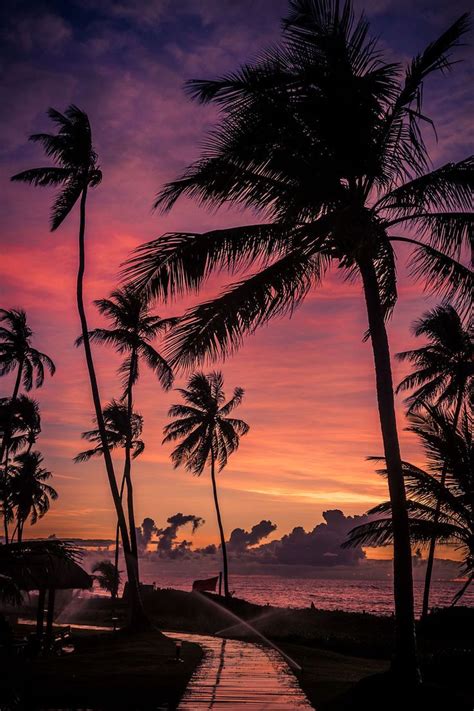 Image Result For Sunset With Palm Trees Tumblr Night Beautiful