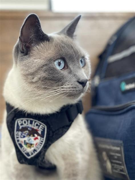 La missione di questo gatto poliziotto è speciale assistere i bambini