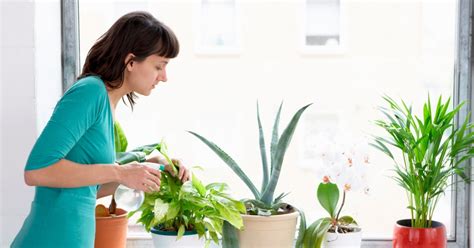 Las Mejores Plantas Para Adornar Su Casa