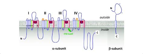 The Voltage Gated Sodium Channel Schematic Representations Of