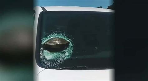 Turtle Smashes Through Windshield Of Woman Driving Down Highway