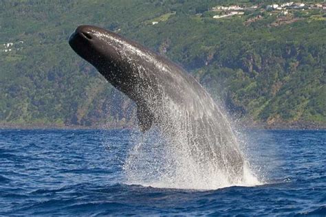 Observación de ballenas y delfines en el pico GetYourGuide