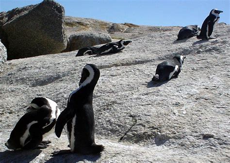 Penguins at Boulders Beach Free Stock Photo | FreeImages