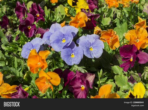 Flower Garden Sunny Image & Photo (Free Trial) | Bigstock