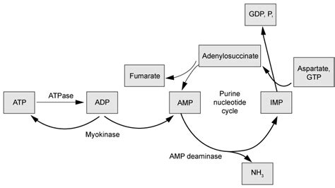 Purine Nucleotide