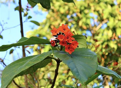 Scarlet Cordia From Playa Del Carmen Q R M Xico On February