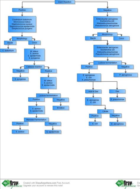 Bacteria Identification Flow Chart Gram Positive Bacteria Flow Chart Drawanywherec