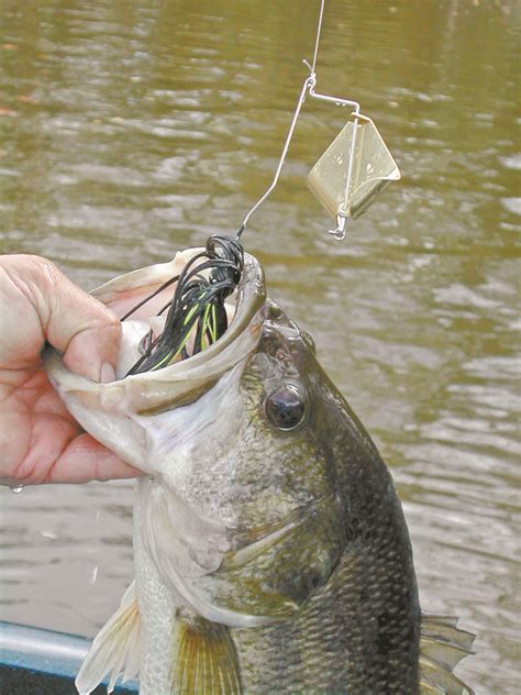 Cape Fear River Spotted Bass Fall For Spinner Baits Buzzbaits