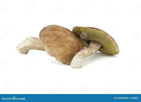 Hongos De Boletus Edulis Sobre Fondo Blanco Imagen De Archivo Imagen