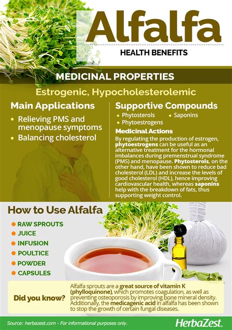Alfalfa Leaf Nutrition Facts Besto Blog
