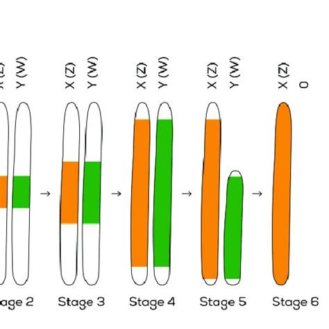 Sex Chromosome Evolution Following Six Stages Origin Of A