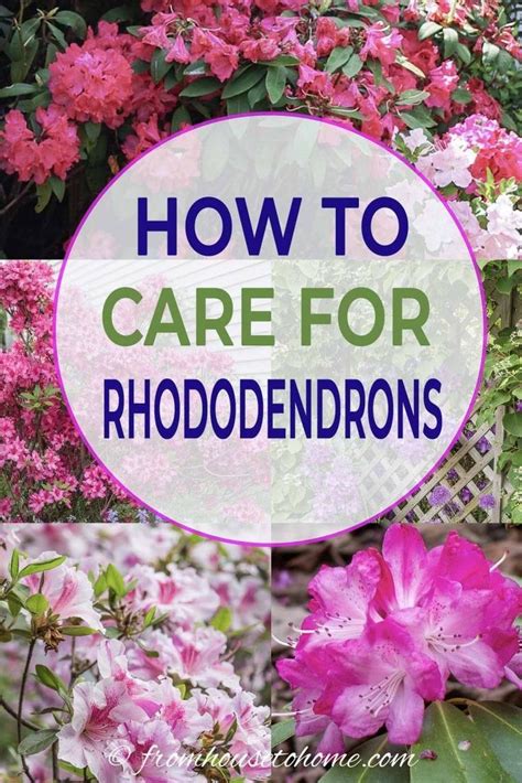 Best Place To Plant Rhododendron Back Gardener