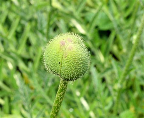 Free Images : nature, grass, blossom, dandelion, flower, orange, spring ...