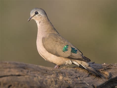 Emerald-spotted Wood Dove - Owen Deutsch Photography