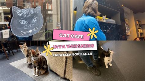 Visiting Java Whiskers Cat Cafe London LARA ELEANOR FACER YouTube