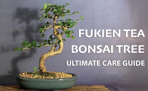 Fukien Tea Bonsai Tree Ultimate Care Guide Prime Bonsai