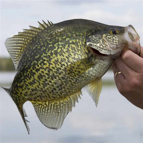 13 Best Crappie Fishing Lakes in Florida (Speckled Perch) - Best ...