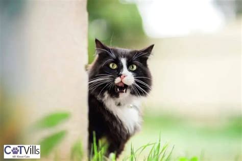 450 Unique And Trending Tuxedo Cat Names For Male & Female