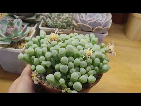 Удивительные суккуленты, часть 3 - YouTube
