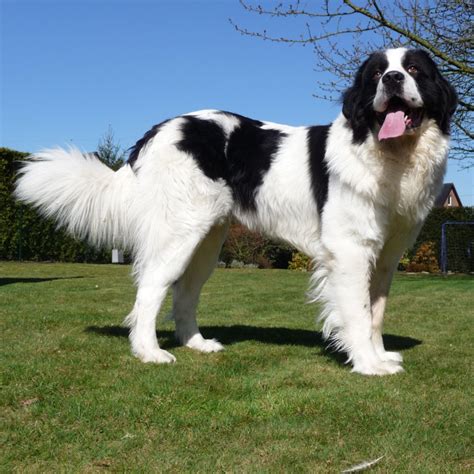 Landseer Breed Guide - Learn about the Landseer.