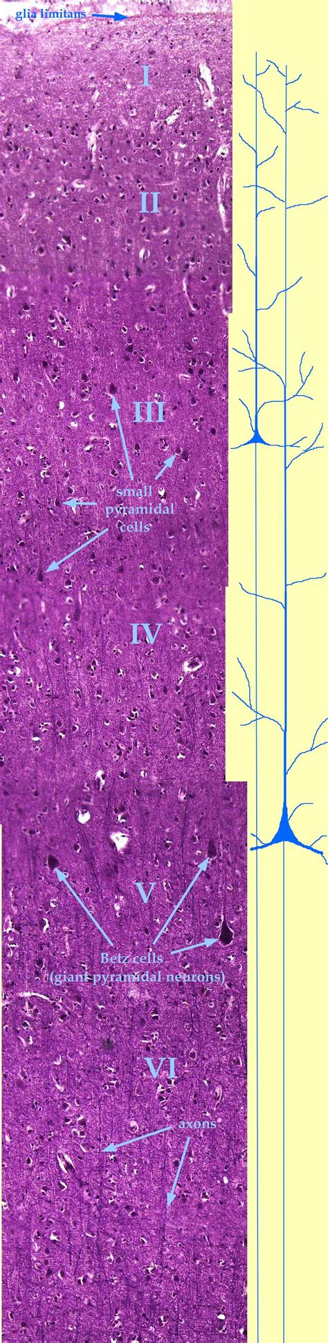 Cerebral Cortex Histology Layers