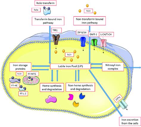 Intracellular Iron Turnover Aberrations Dmt Divalent Metal