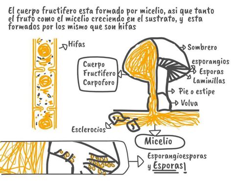 Todas Las Partes Del Hongo Guia Ilustrada Completa