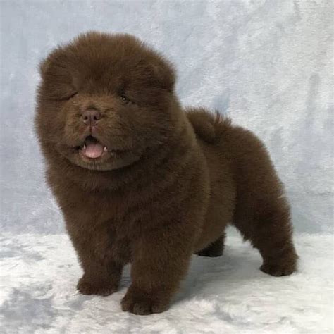 Chocolate Chow Chow Dog Breed