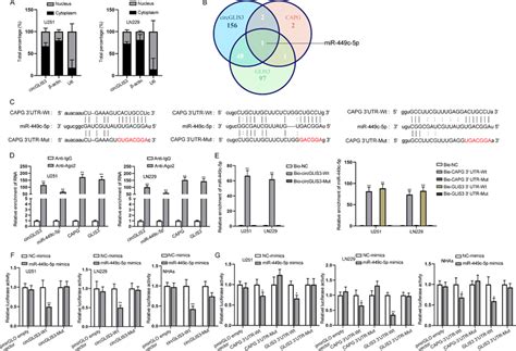 Circglis3 Regulates Capg And Glis3 In Gbm Cells By Sponging