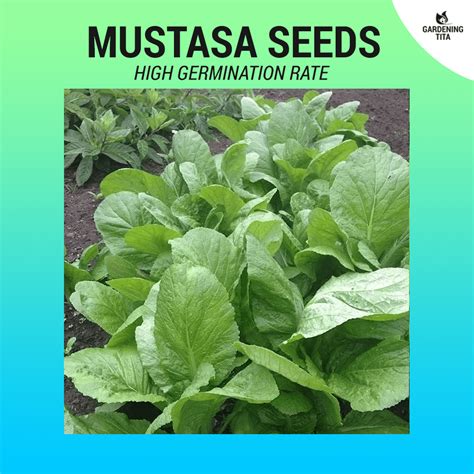 Mustasa Seeds ~ 1000 pcs - Gardening Tita