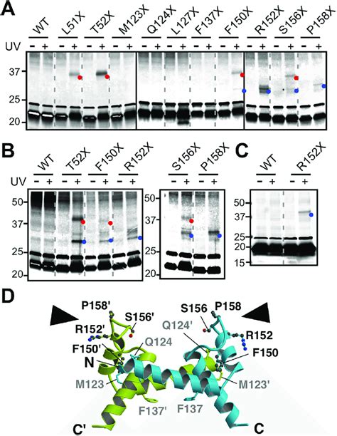 In Vivo Photo Crosslinking E Coli Bl21 De3 Cells Coexpressing A