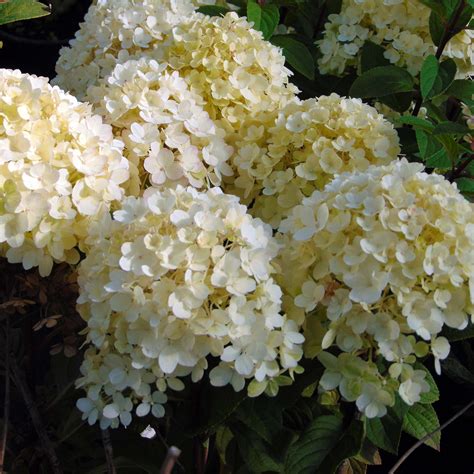 Hydrangea Paniculata Bobo Hortensia Compact Blanc Pour Petits Jardins