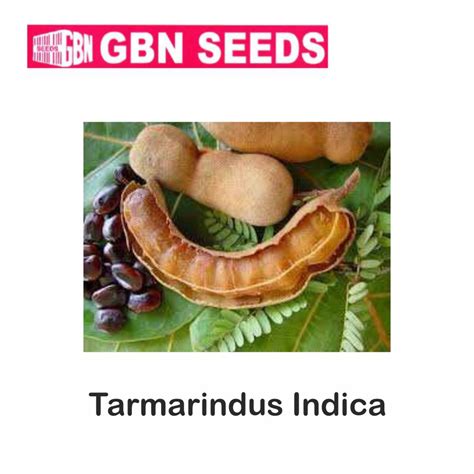 Gbn Tarmarindus Indica Seeds Kg Pack Of Leafconagro