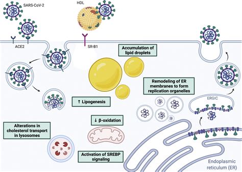 The Roles Of Lipids In Sars Cov Viral Replication And The Host Immune