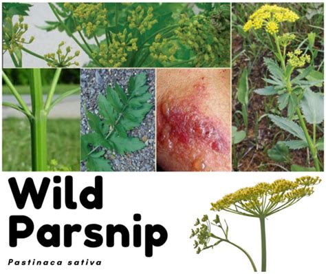 Wild Parsnip 2022 Garden Bite