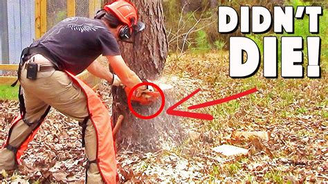 How To Cut Down A Tree Using Wedges For The First Time And Not Die