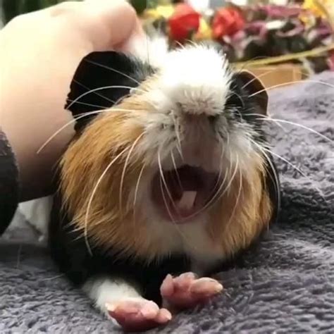 Guinea Pig Strawberry House Cozy Strawberry House For Small Pet Soft