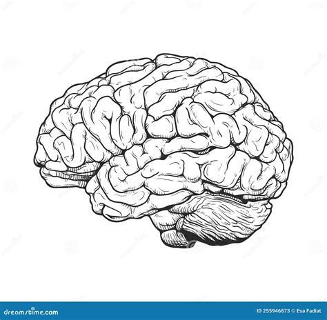 Monochrome Brain Engraving Vector Drawing Illustration Side View Comic