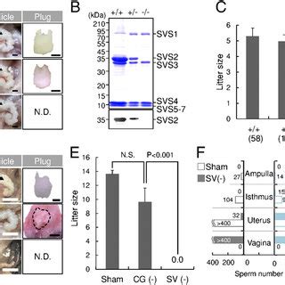 Impaired copulatory plug formation in SVS2 −/− and seminal ...