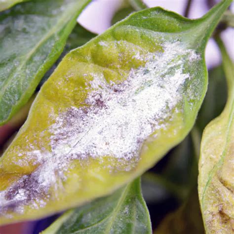 Powdery Mildew Ignition Seed Company