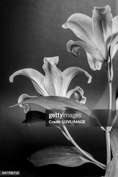 59 Black And White Lilies Stock Photos High Res Pictures And Images