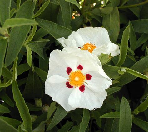 Cistus X Purpureus Alan Fradd Thompsons Plants Garden Centres