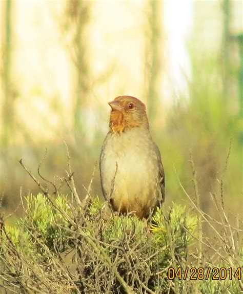 California Towhee Cabora Road 4535 Pekabo Flickr