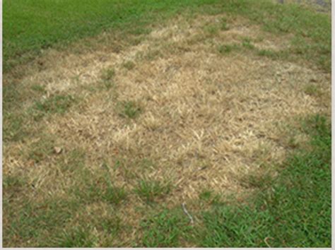 Help Lawns Recover From Winter RYAN Turf Renovation Equipment