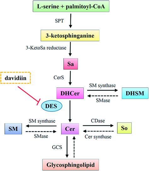 The De Novo Biosynthesis And Conversion Of Ceramides Sa Sphinganine