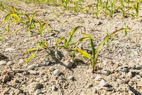 Accompagner Les Producteurs Dans La Diversification Des Cultures Acta