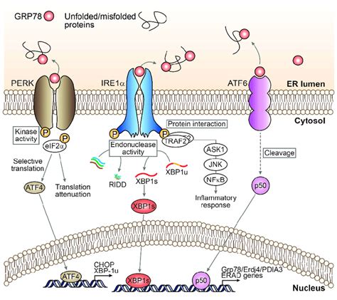 Canonical Arms Of Endoplasmic Reticulum Er Stress Signaling And