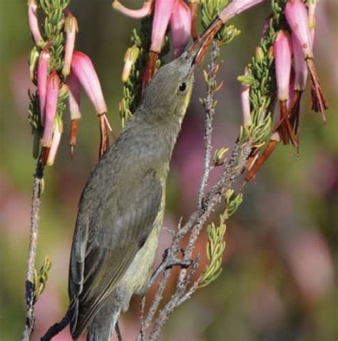 Do pollinators drive the evolution of flowers?