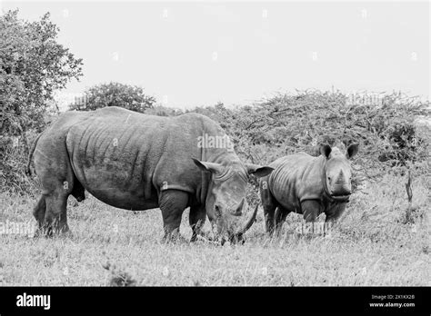 White Rhino Grazing In Southern African Savannah Stock Photo Alamy